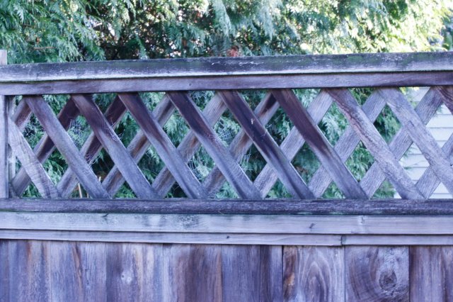 Webs On Fence - ©Virginia deBruyn