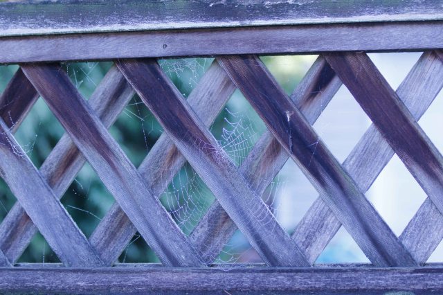 Webs On Fence - ©Virginia deBruyn