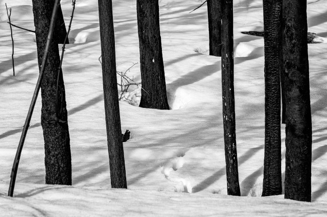 Fire bw - Daryl Bell