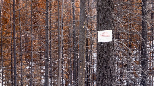 Fire Color - Daryl Bell