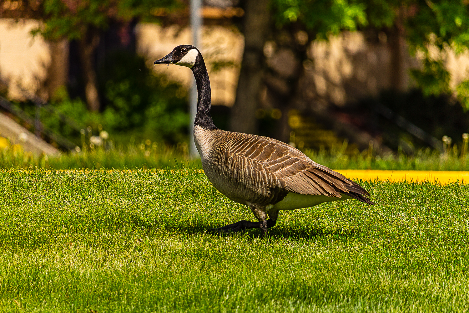 Canadian Goose - Tamara Isaac