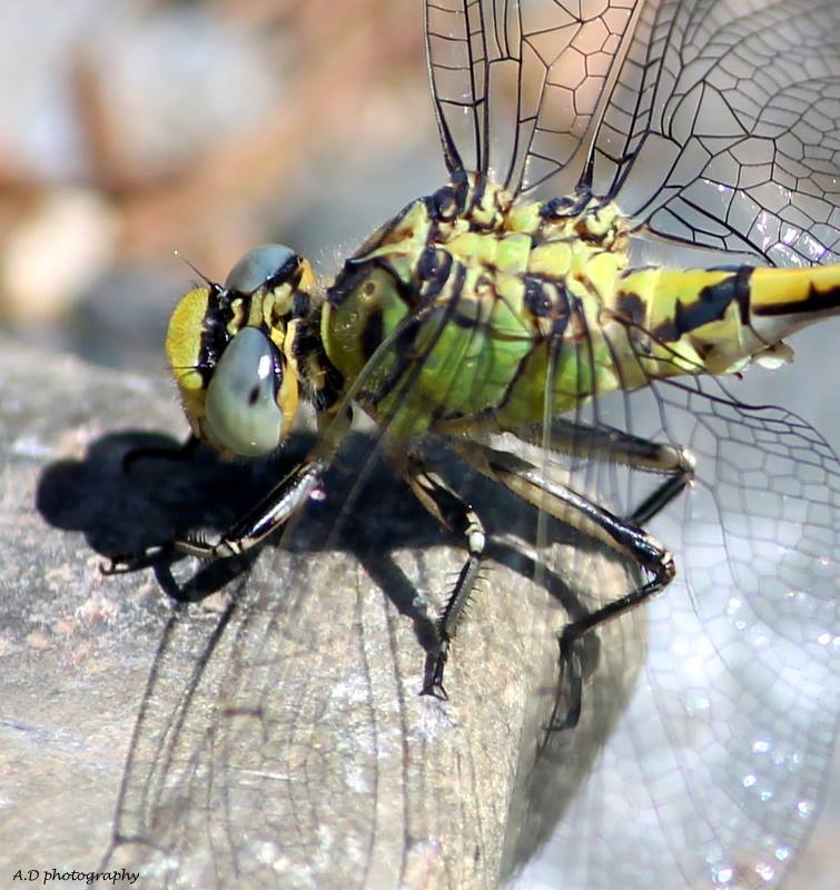Macro dragonfly - Alamaz Durand