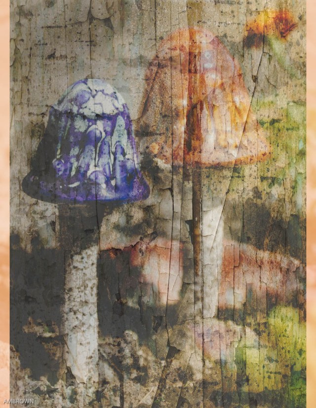 # 20 fungi AnnMarie Brown