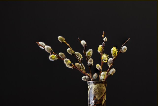 23-Scavenger Hunt 2019-Pussy Willows - ©  Sharon Jensen