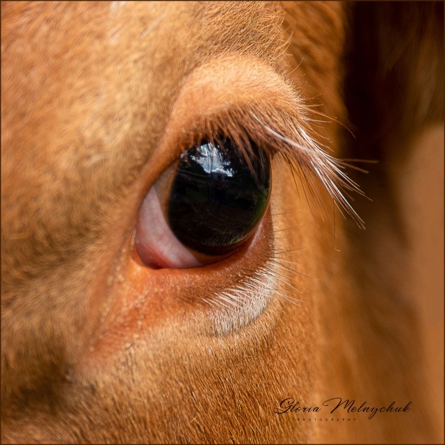 02 Cow's Eye - Gloria Melnychuk