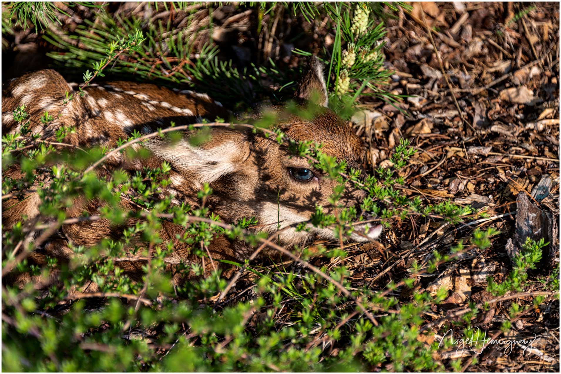 Hiding - Nigel Hemingway