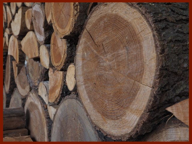 Scavenger Hunt #36 TreeRings,K.Haggkvist