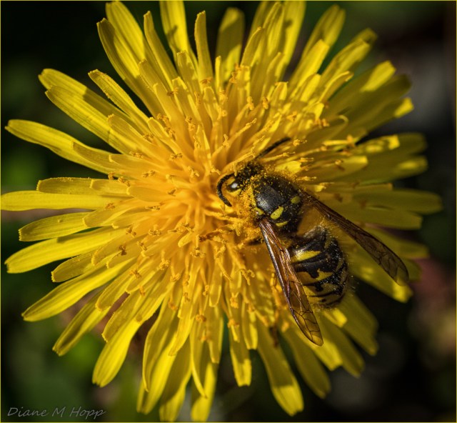Scavenger Hunt #5 - Dandelion - DMHopp