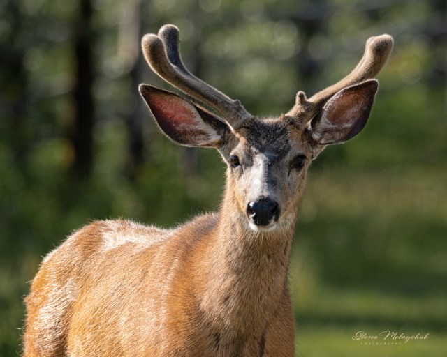 14 Bokeh - Gloria Melnychuk