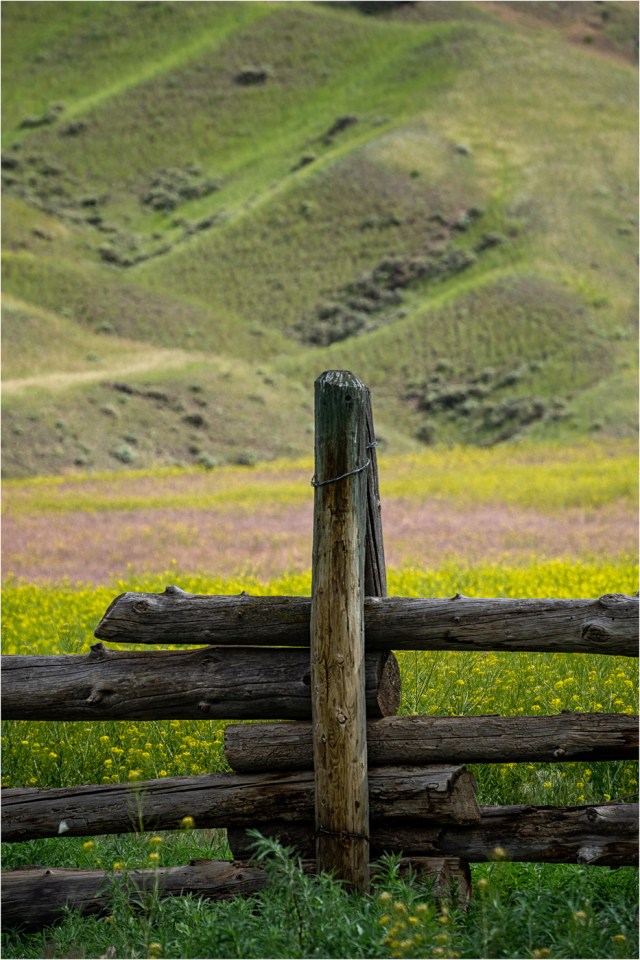 Cariboo Grassland - Daryl Bell