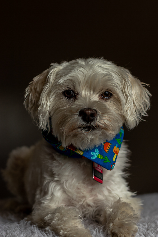 Libby - Tamara Isaac