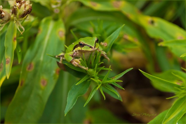 01 Closeup of living frog _WGP1761-102 - Gloria Melnychuk