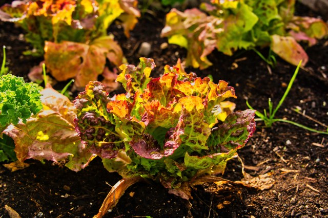 28-Veggie Garden_CJJ-2