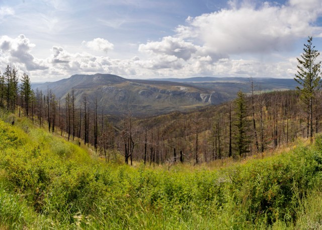Forest Fire Burn, Viewpoint east of Hanceville - Derek Chambers