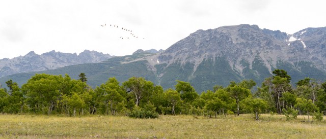 The Geese Are Leaving? On the way to Chilko Lake Campsite - Dere