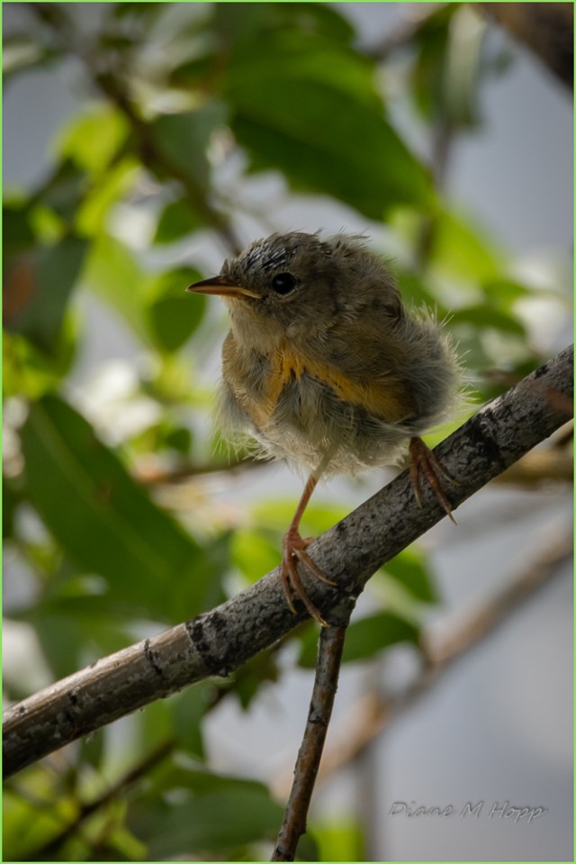 DianeH 3 Juvenile Yellow Breasted Chat at Scout Island - DMHopp-1