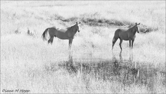 Not so Wild Horses - DMHopp