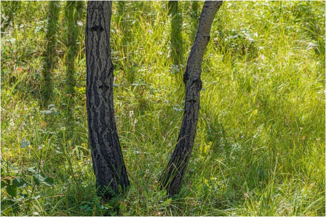 Aspens-Shadows - © Sharon Jensen
