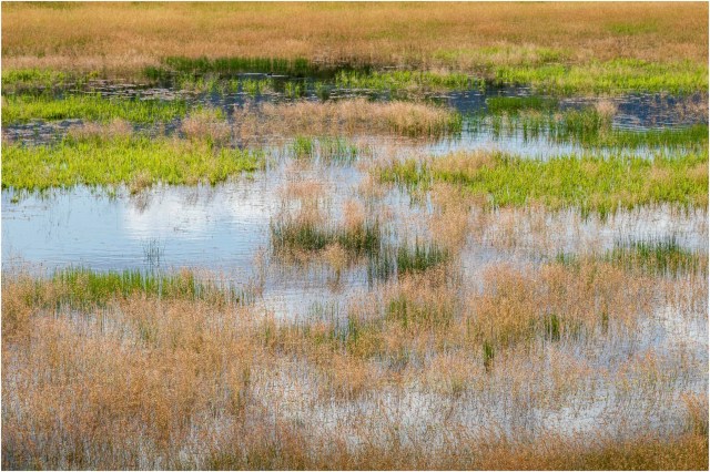 The Pond At Tommy's Garden © Sharon Jensen