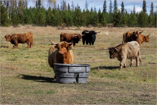 A Fold of Heilan Coos - Gary Hardaker