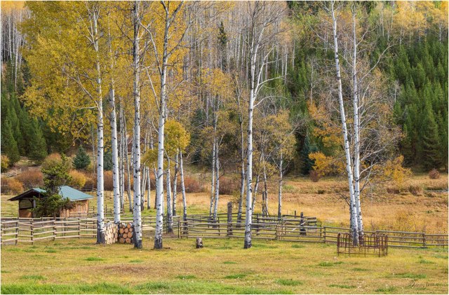 Aspens-Autumn-Wolf Valley2 - © Sharon Jensen