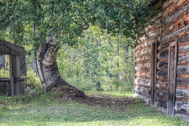 Old Tree at Quesnel Forks-0413-2 - Pamela Faiers