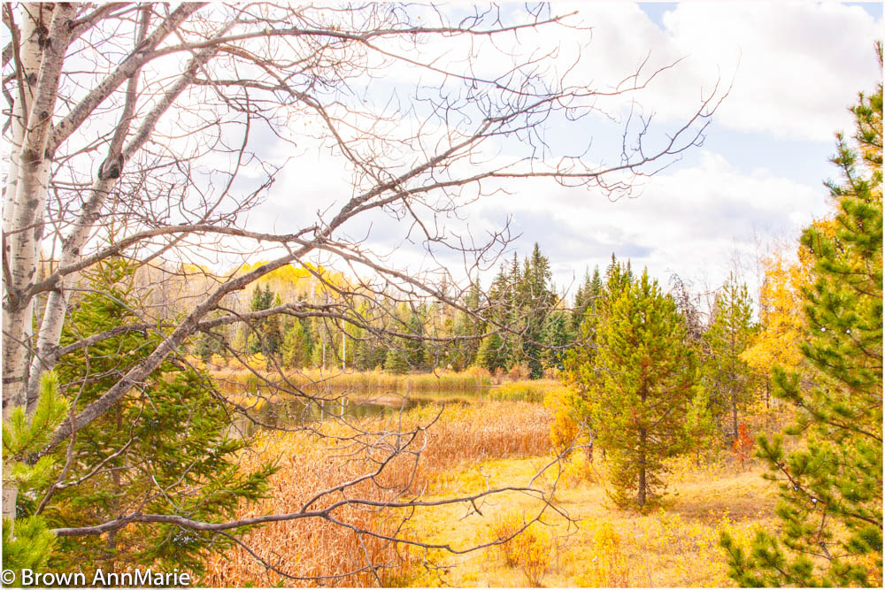Fall in the Cariboo - AnnMarie Brown