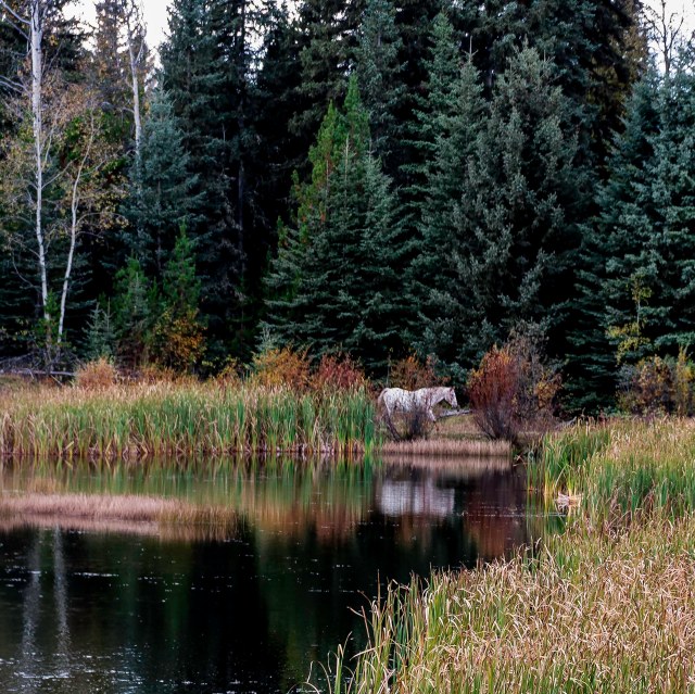 Horse at Wolf Valley Ranch - Gary Hardaker