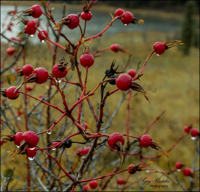 Raindrops on roses (rose hips that is)- Gary Hardaker