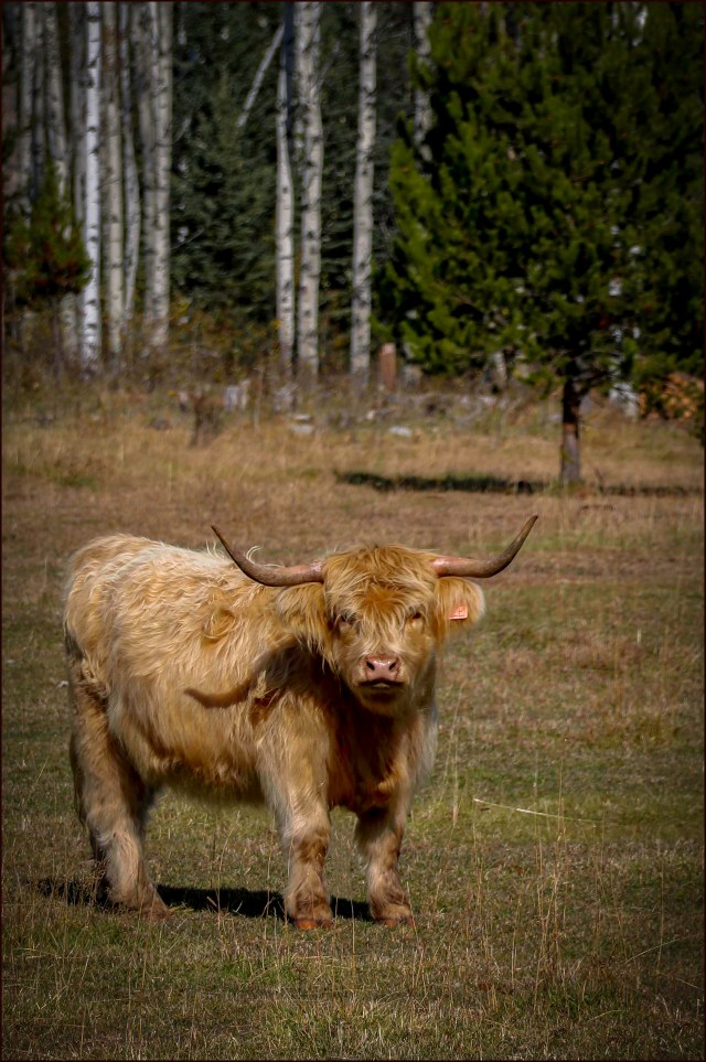 Wolf Valley- Highland Cow- Gary Hardaker
