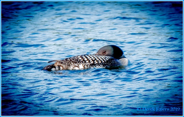 Blue Lag-Loon - Derek Faiers