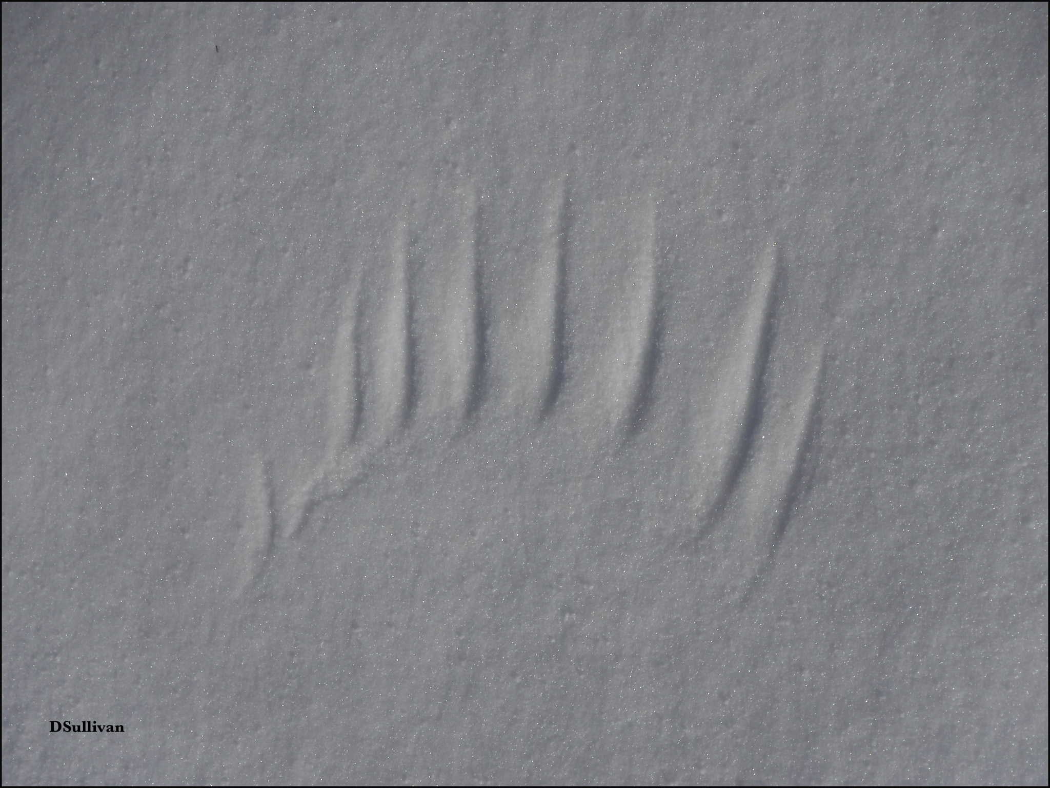 DSullivan DSCF2727-Edit