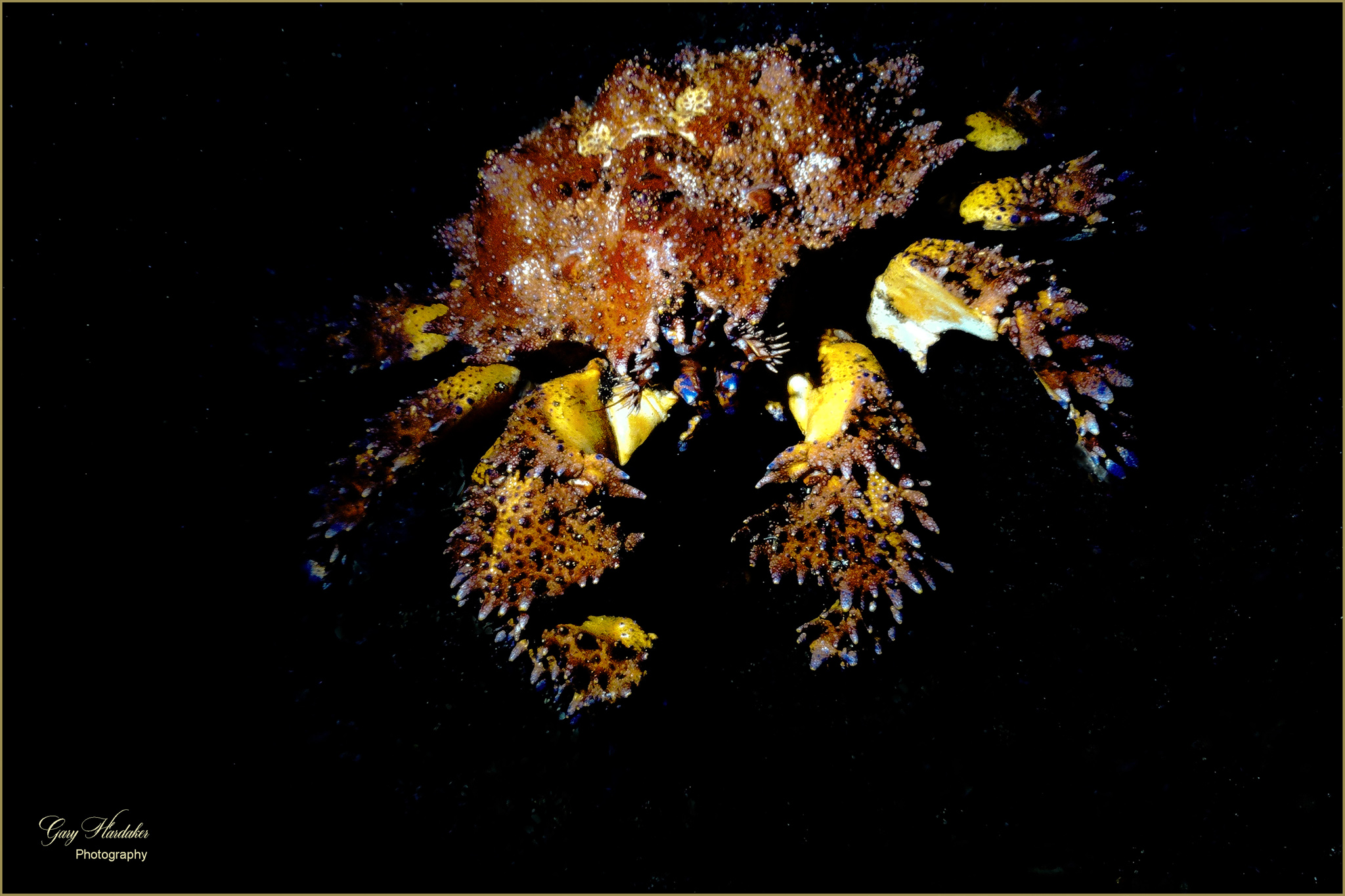 Puget Sound King Crab (Dive 213)- Gary Hardaker