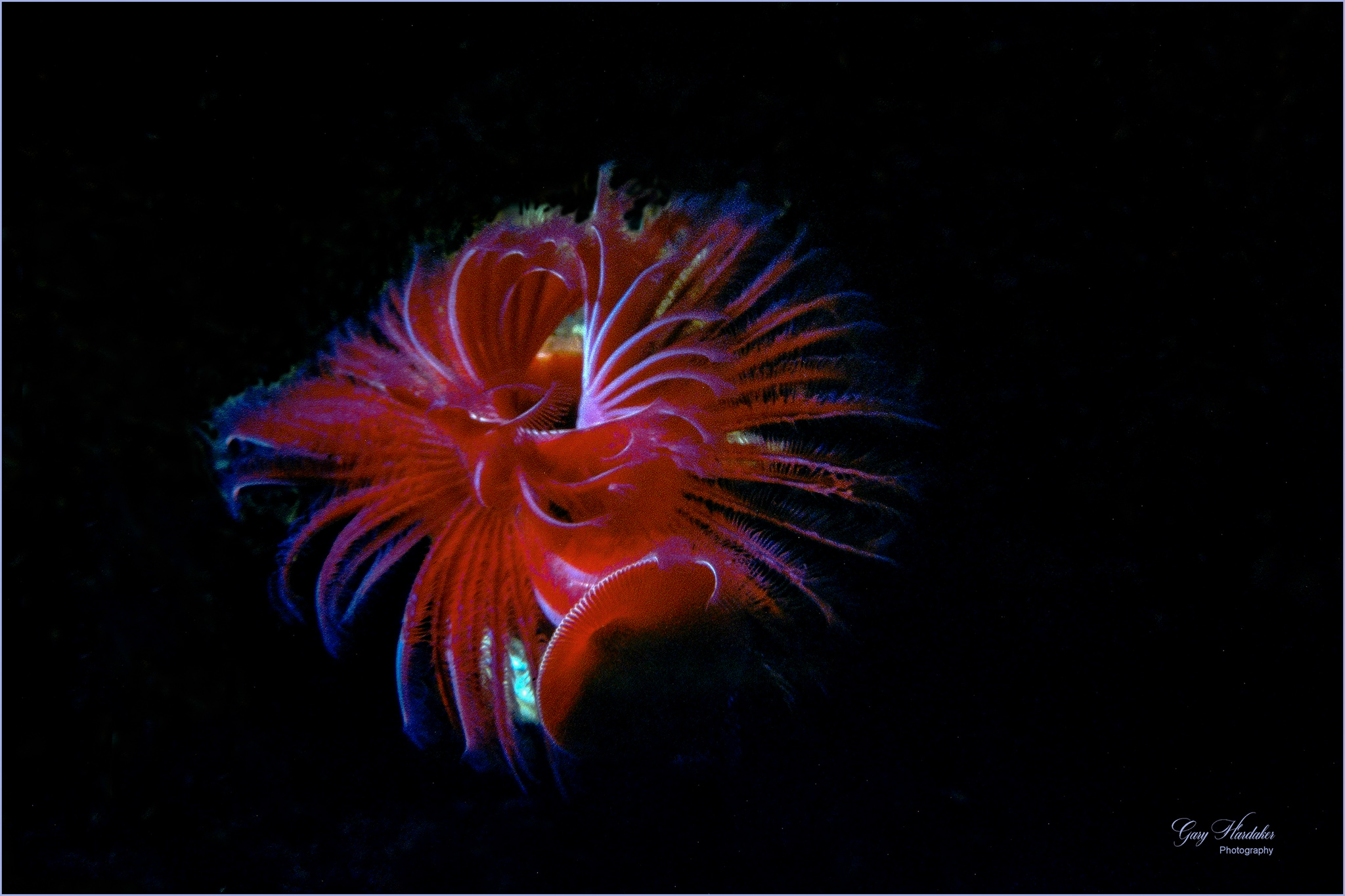 Serpulid (tube) worm (Dive 175)- Gary Hardaker