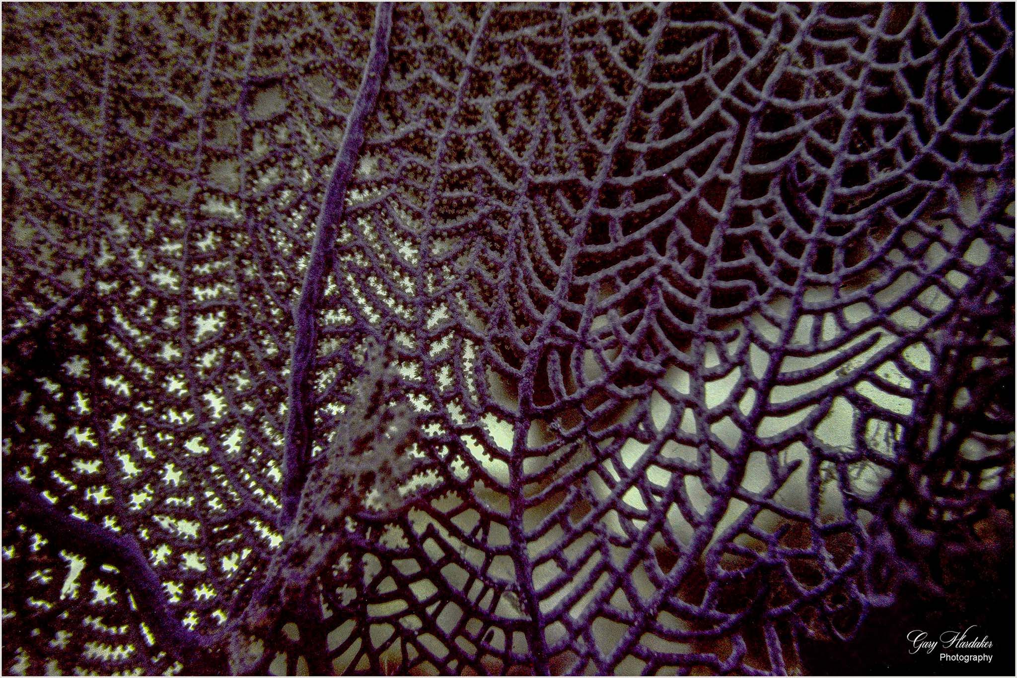 Coral Sea Fan (Palancar Reef)- Gary Hardaker