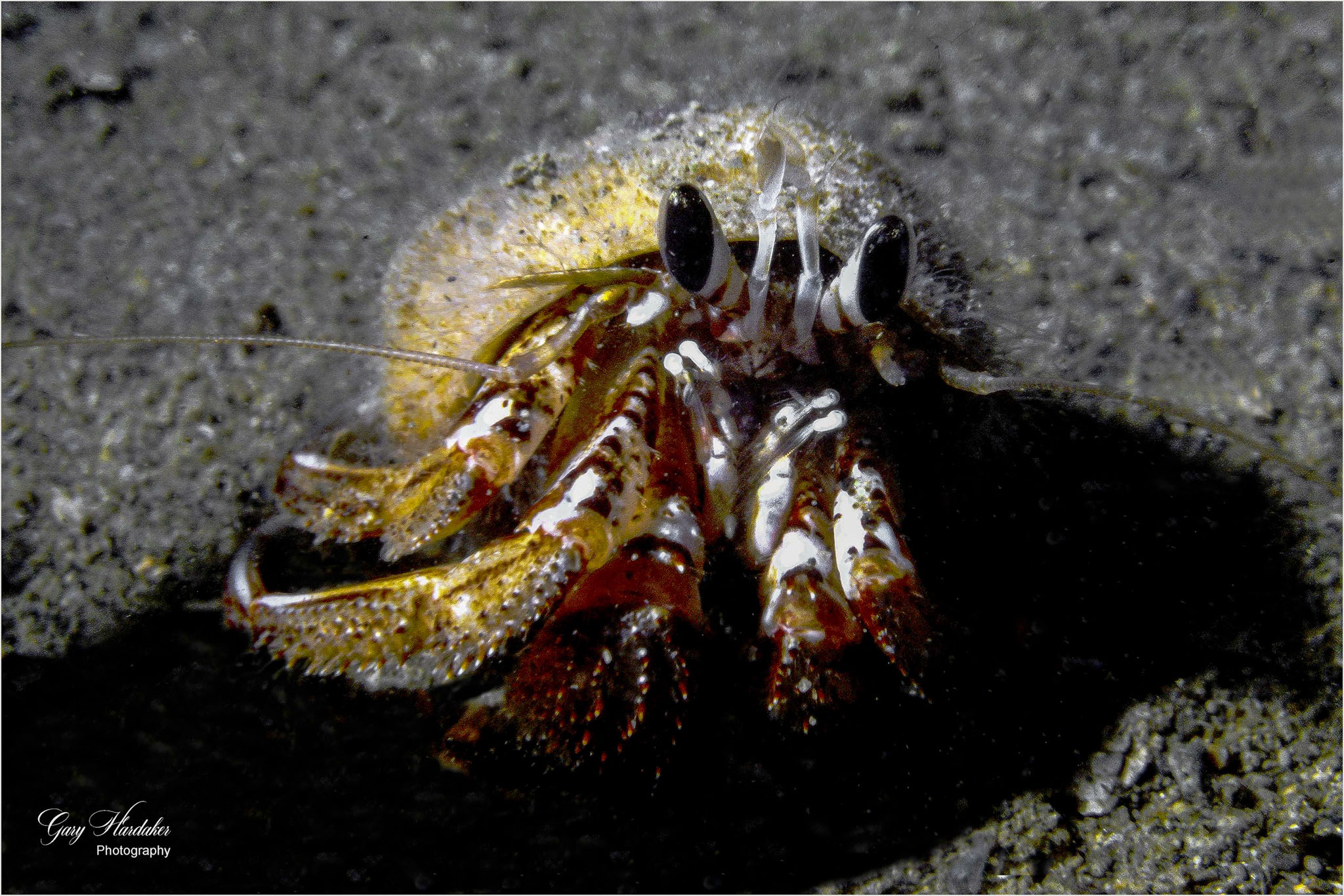 Hermit Crab (local)- Gary Hardaker