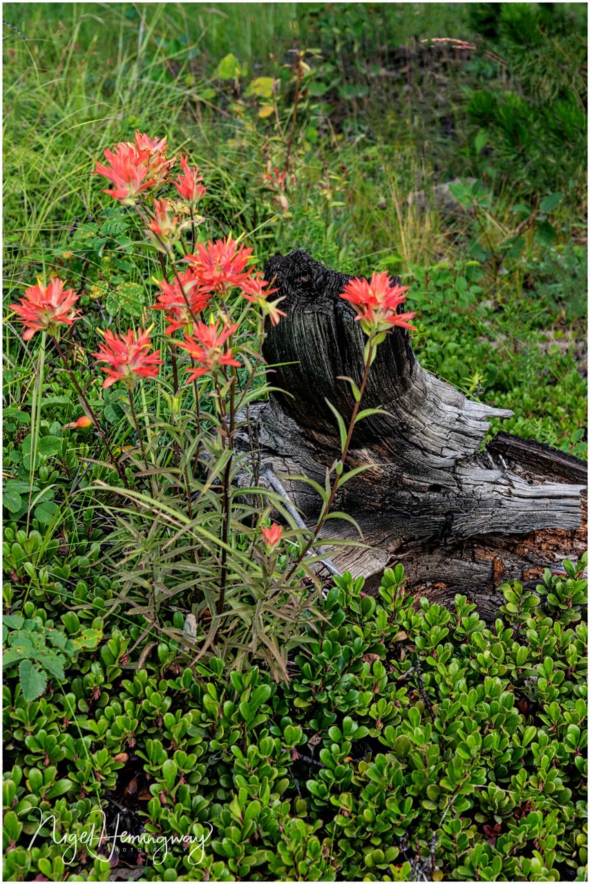Paint-Brush-8164 Nigel Hemingway