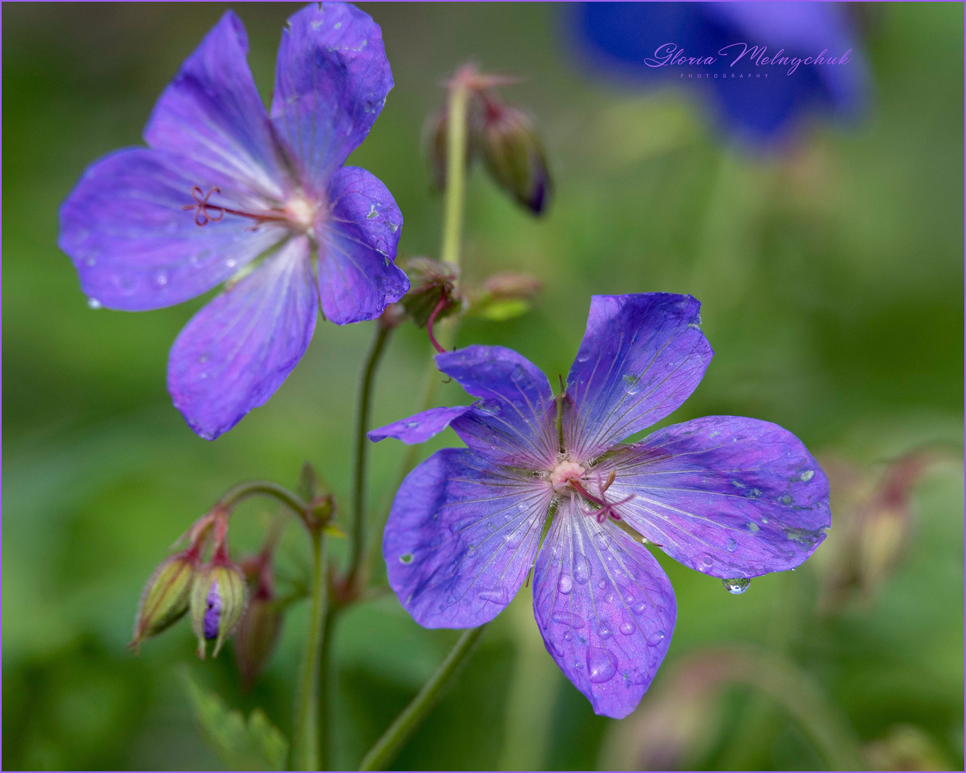 Purple Passion - Gloria Melnychuk