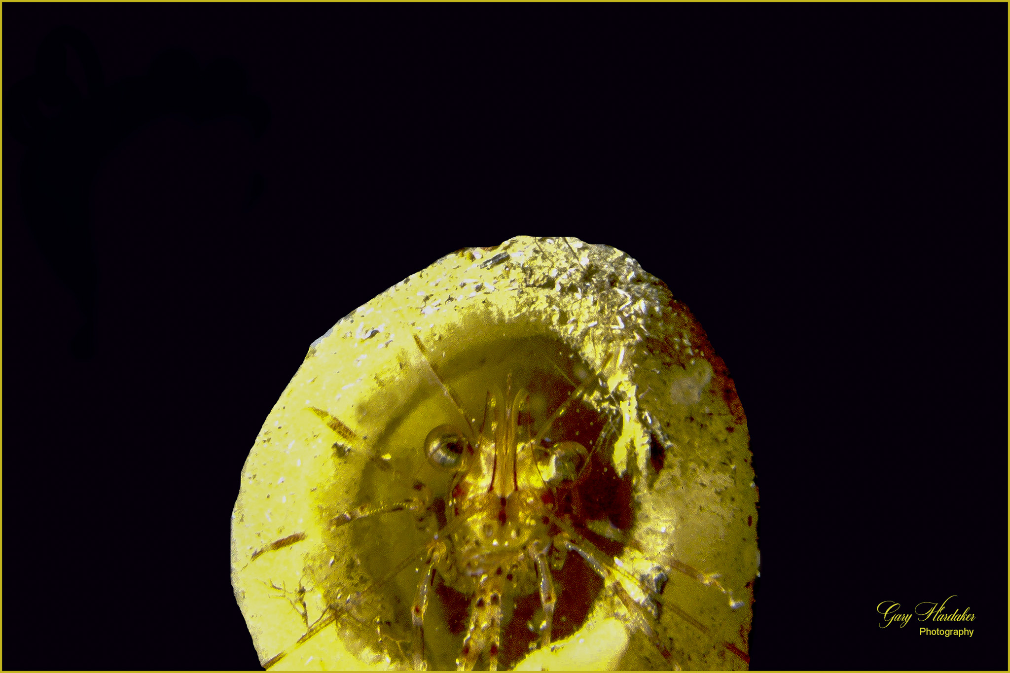 Shrimp in Sponge (Palancar Reef)- Gary Hardaker