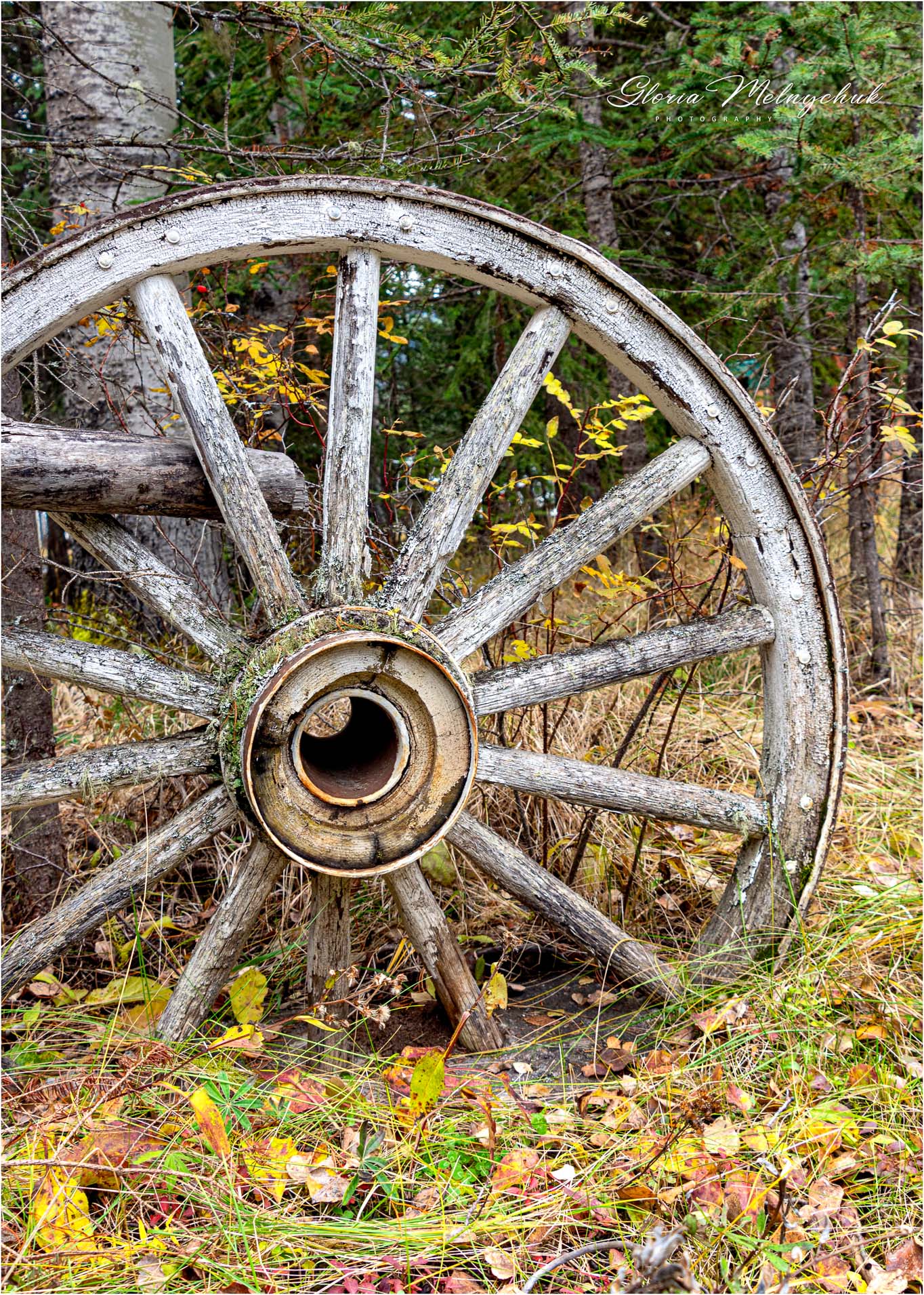 Wagon Wheel -Gloria Melnychuk