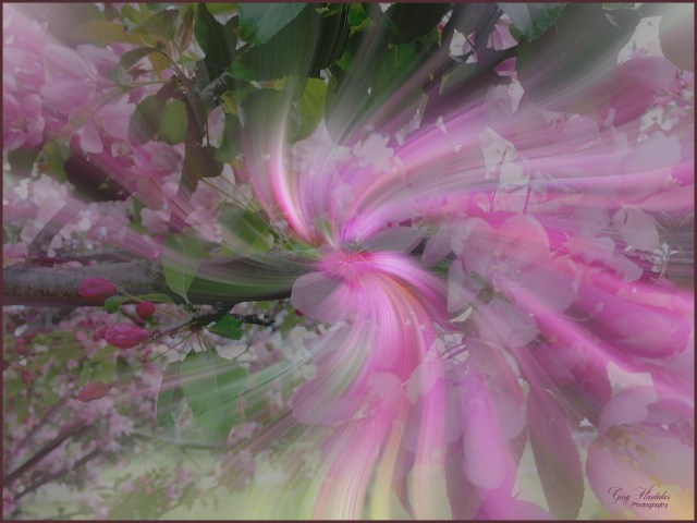 Cherry Blossom Twirl-Gary Hardaker
