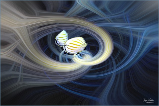 Clown Butterfly Fish Twirl - Gary Hardaker