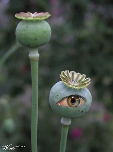 Eye-Pod