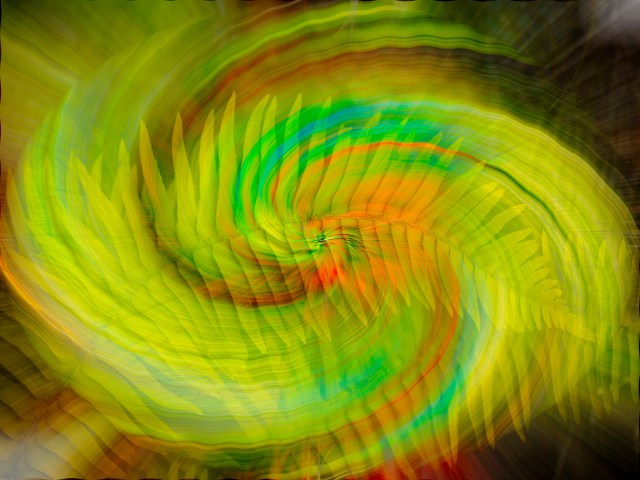 Fern Fantasy - Derek Chambers- Small