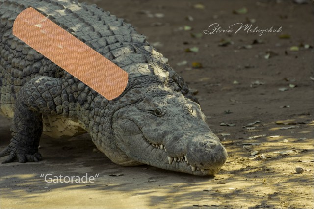 Africa Photo Safari 2017