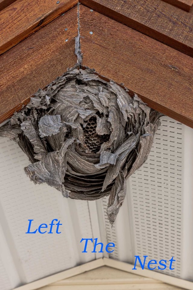 Left-the-Nest
