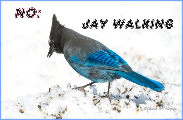 No Jay Walking