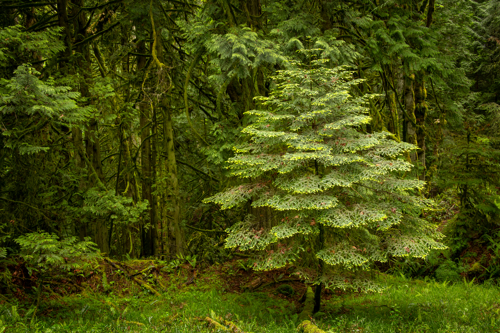 2020_May_17__8507689_Chris Hatfield Trail1