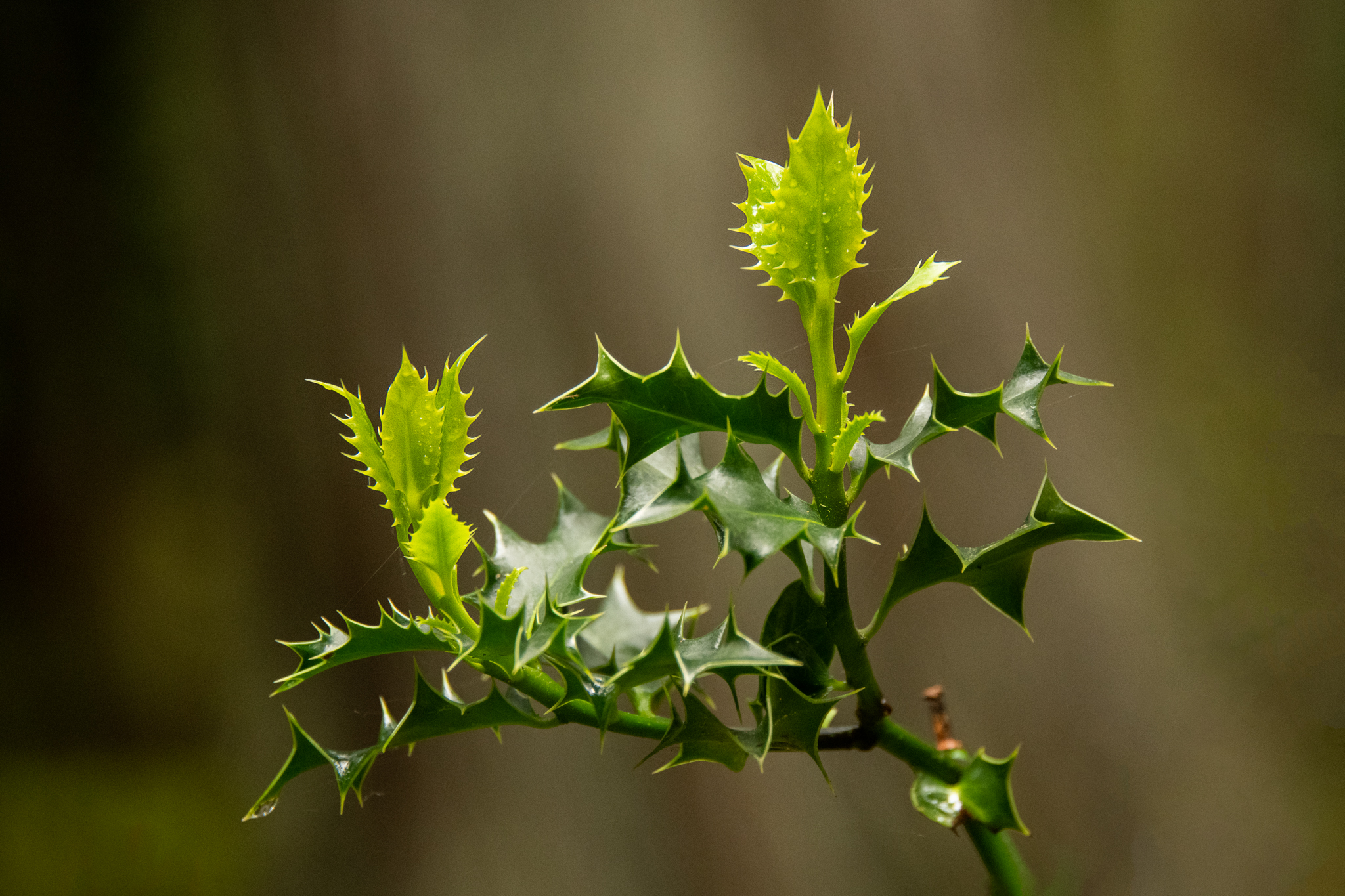 2020_May_17__8507703_A Prickley Begining2