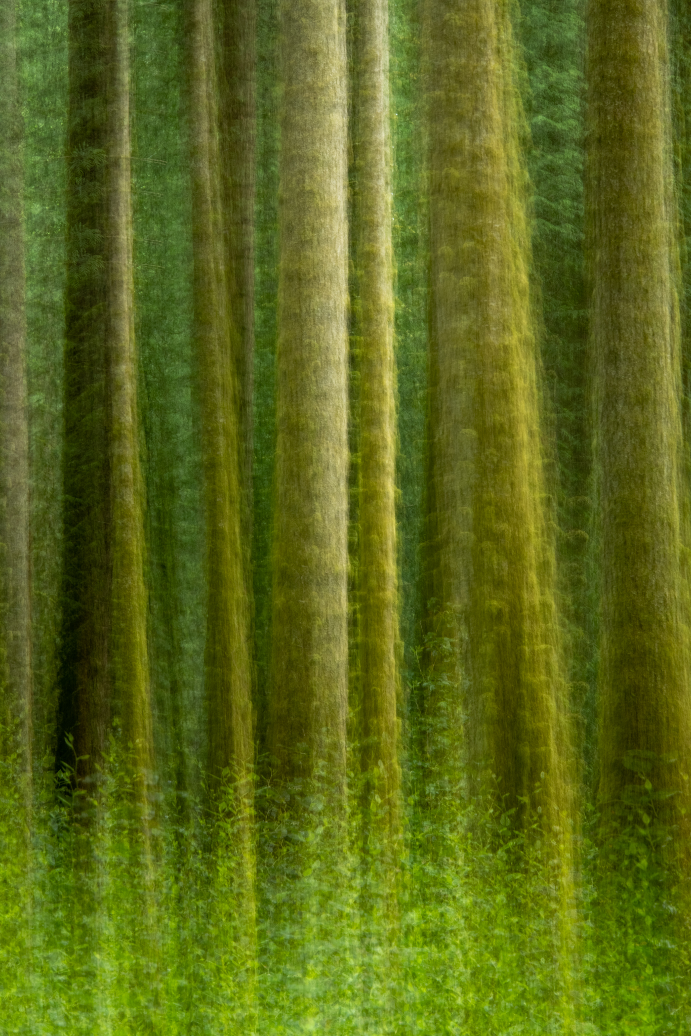 They Go All the Way Up © Larry Citra